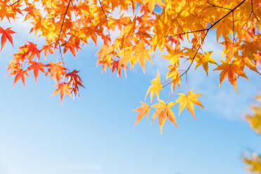 Bunte Ahornblätter im Herbst vor blauem Himmel - DMDF06371