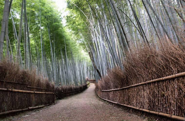Der Bambuswald von Arashiyama in Kyoto, Japan - DMDF06373