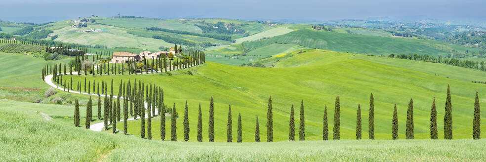 Italy, Tuscany, Asciano, Treelined road in Crete Senesi - WGF01491