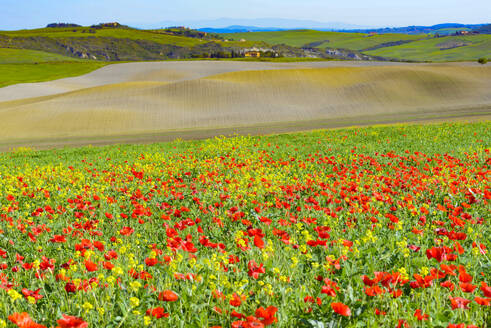 Italy, Tuscany, San Quirico d'Orcia, Poppies blooming in Val d'Orcia - WGF01492