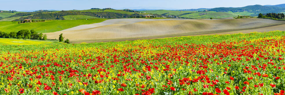 Italy, Tuscany, San Quirico d'Orcia, Poppies blooming in Val d'Orcia - WGF01493
