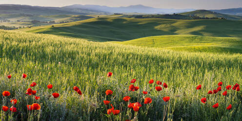 Italien, Toskana, Siena, Mohnblumen blühen im Val d'Orcia - WGF01495