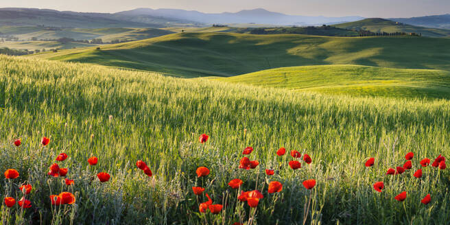 Italy, Tuscany, Siena, Poppies blooming in Val d'Orcia - WGF01495