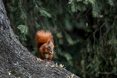 Eurasian red squirrel (Sciurus vulgaris) standing on tree trunk - NGF00803