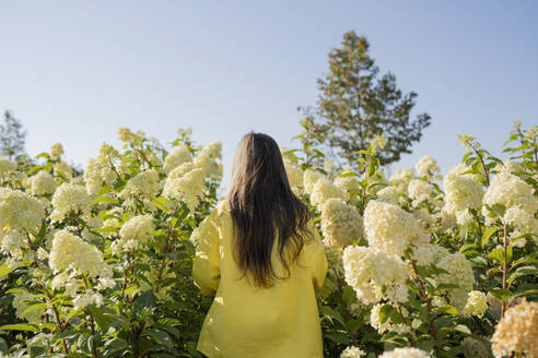 Mädchen steht inmitten von Hortensienblüten an einem sonnigen Tag - LESF00465