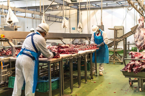 Schlachthofarbeiter schneiden Fleisch aus Rinderrippen in der Fabrik - PBTF00328