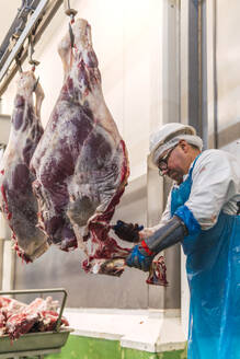 Arbeiter in der Fleischerei schneidet Kuhbein im Schlachthof - PBTF00332