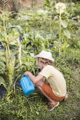 Boy crouching and watering plants in vegetable garden - PCLF00753