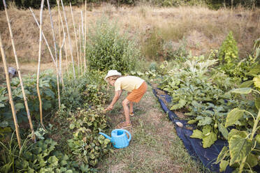 Boy bending and planting in vegetable garden - PCLF00754