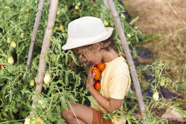 Junge erntet Tomaten im Gemüsegarten - PCLF00758