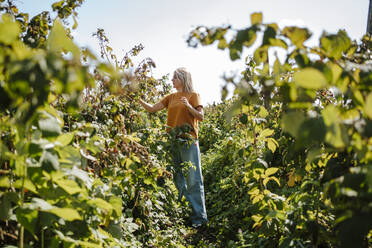 Frau berührt und prüft Himbeerpflanzen auf einem Feld an einem sonnigen Tag - MDOF01536