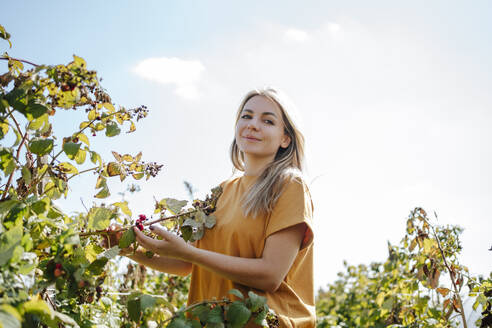 Lächelnde blonde Frau berührt Himbeerpflanzen auf einem Feld - MDOF01539