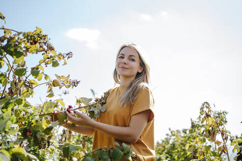 Smiling blond woman touching raspberries plants in field - MDOF01539