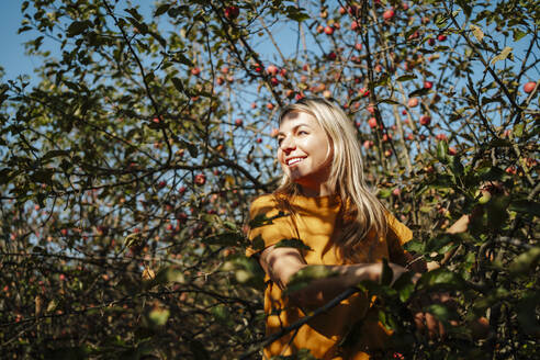 Glückliche blonde Frau steht neben einem Apfelbaum auf einem Feld - MDOF01540