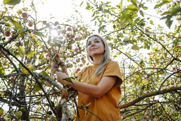 Glückliche blonde Frau steht am Apfelbaum im Obstgarten - MDOF01541