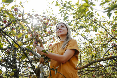 Glückliche blonde Frau steht am Apfelbaum im Obstgarten - MDOF01541