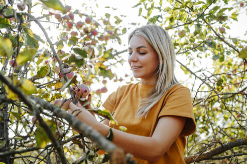 Lächelnde blonde Frau, die Äpfel im Obstgarten untersucht - MDOF01542