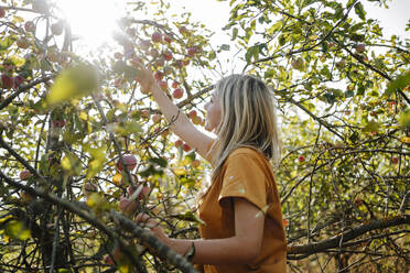 Lächelnde blonde Frau, die Äpfel im Obstgarten anfasst und pflückt - MDOF01543