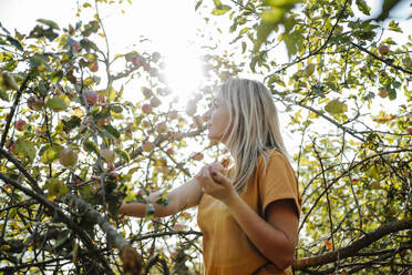 Blond woman standing near apple tree in orchard on sunny day - MDOF01545