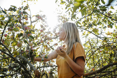Blonde Frau steht in der Nähe von Apfelbaum im Obstgarten an einem sonnigen Tag - MDOF01545