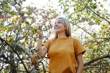 Glückliche blonde Frau steht in der Nähe von Apfelbaum im Obstgarten an einem sonnigen Tag - MDOF01546