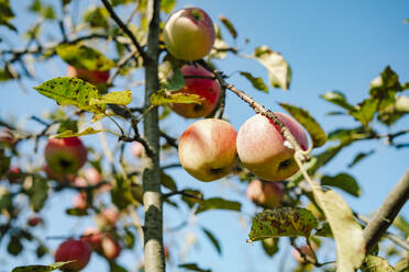 Äpfel am Baum vor blauem Himmel - MDOF01547