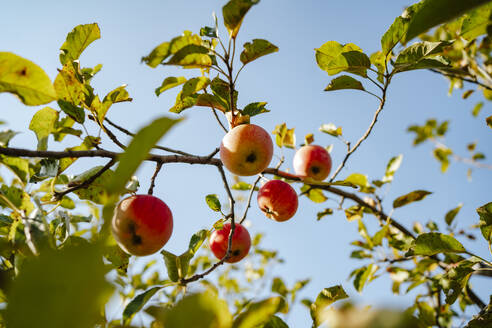 Rote Äpfel am Baum unter dem Himmel gewachsen - MDOF01548