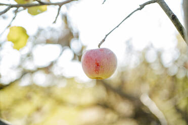 Roter Apfel an einem Ast im Obstgarten hängend - MDOF01549