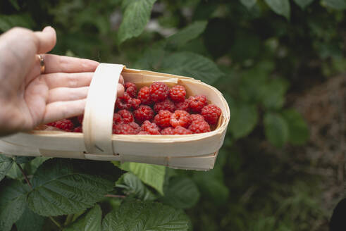 Hand of woman holding raspberries box in garden - ASHF00001