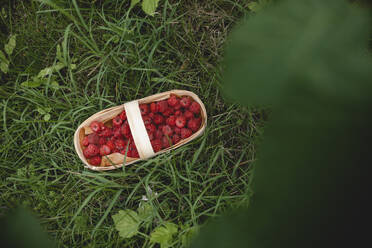 Kiste mit Himbeeren auf Gras im Garten - ASHF00002