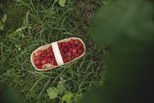 Box of raspberries on grass in garden - ASHF00002