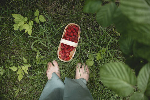 Frau steht neben einer Kiste mit Himbeeren im Garten - ASHF00003