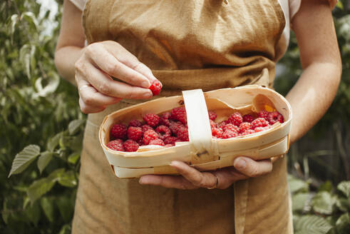 Woman wearing apron holding box of raspberries in garden - ASHF00006