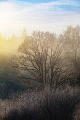 Austria, Upper Austria, Bare oak trees at foggy sunrise - WWF06559