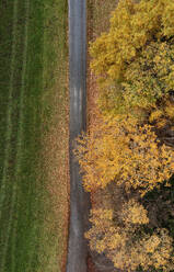 Austria, Upper Austria, Drone view of dirt road stretching along autumn painted trees - WWF06560