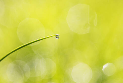 Dew on blade of grass - WWF06565
