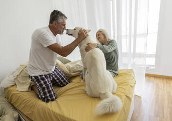 Mature couple playing with dog on bed at home - JCCMF10729