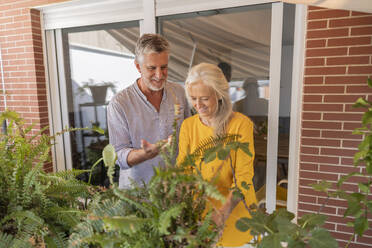 Smiling couple doing gardening in back yard - JCCMF10816