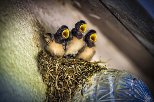 Three young swallows in birds nest - FRF01026