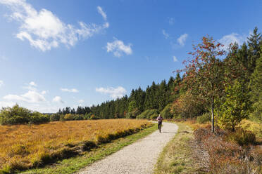 Belgium, Liege Province, Senior hiker following trail in High Fens - Eifel Nature Park - GWF07910