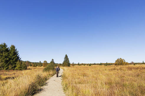 Belgien, Provinz Lüttich, Älterer Wanderer auf einem Weg im Hohen Venn - Naturpark Eifel - GWF07916