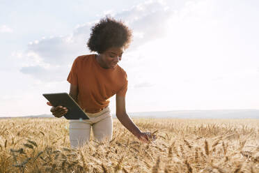 Smiling young Afro agronomist holding tablet PC examining barley in field - AAZF01189