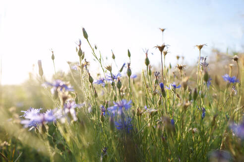 Kornblumen mit Gras im Feld bei Sonnenuntergang - AAZF01197