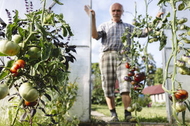 Älterer Mann baut Tomaten im Gewächshaus an - EYAF02841