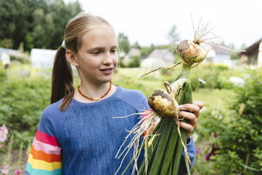Mädchen hält frisch geerntete Zwiebeln im Garten - EYAF02843