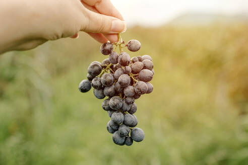 Hand einer Frau, die eine Traube roter Trauben in einem Weinberg hält - YBF00256