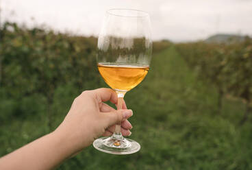 Hand of woman holding glass of wine in vineyard - YBF00258