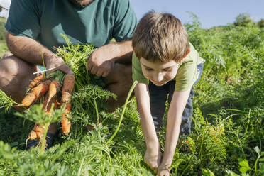 Boy picking carrots with father in field - OSF02204