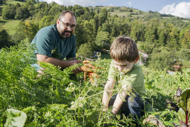 Mann pflückt Karotten mit Sohn im Gemüsegarten an einem sonnigen Tag - OSF02206