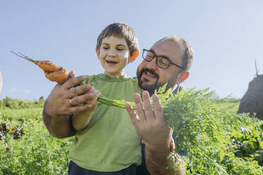 Vater und Sohn halten eine Karotte auf einem Bio-Feld - OSF02209